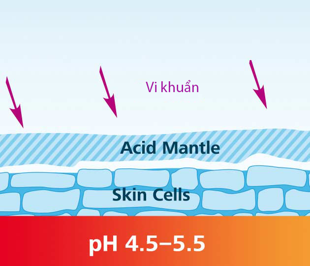 Hàng rào bảo vệ da, lớp lipid và axit của da 3