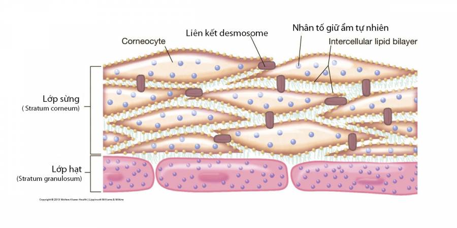 Hàng rào bảo vệ da, lớp lipid và axit của da 1