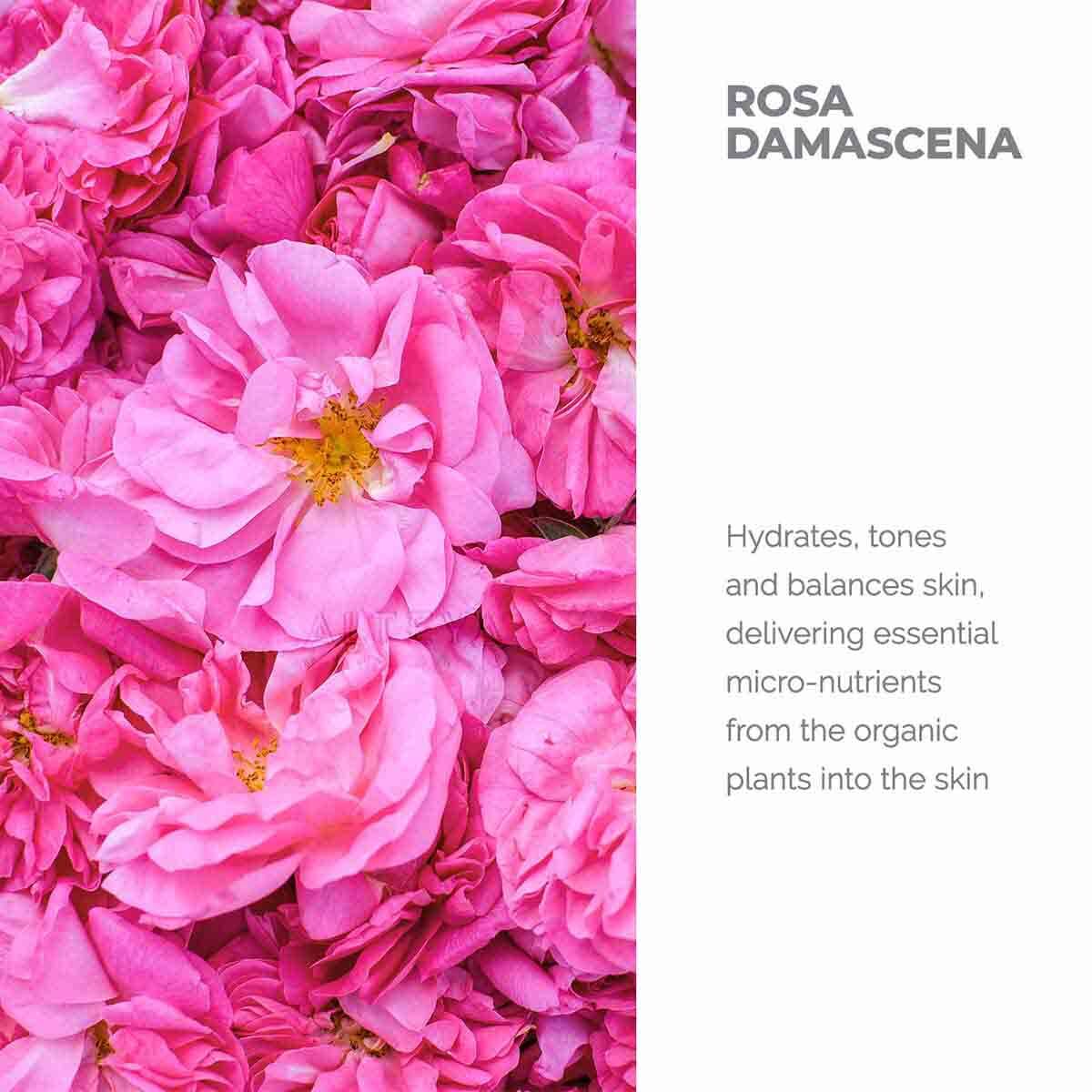Nước hoa hồng đỏ hữu cơ Alteya Organics Rose Damascena Water 2