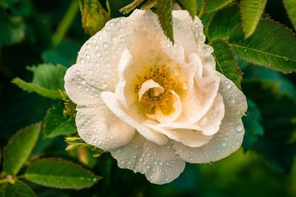 Nước hoa hồng trắng hữu cơ Alteya Organics Bulgarian White Rose Water 100ml - Hình ảnh 2