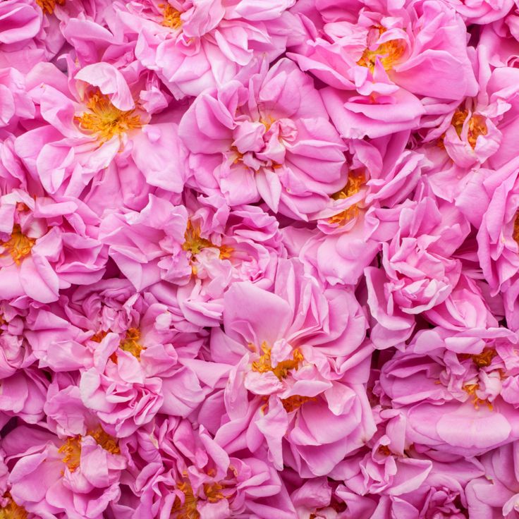 Nước hoa hồng đỏ hữu cơ Alteya Organics Rose Damascena Water 500ml 5