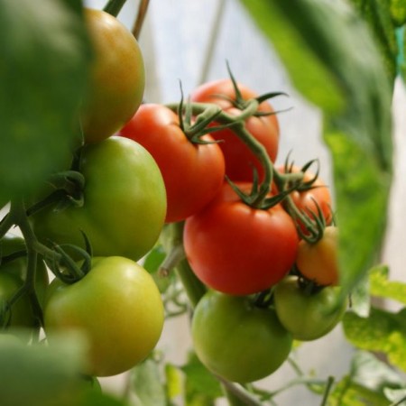 Lycopene có thay thế được ăn cà chua
