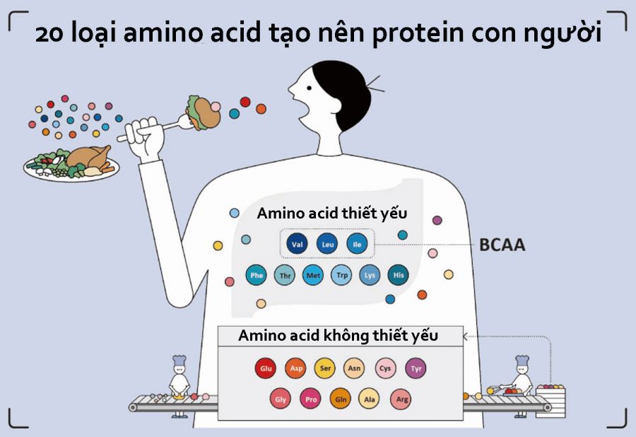 Amino acid (Axit amin) là gì? 4