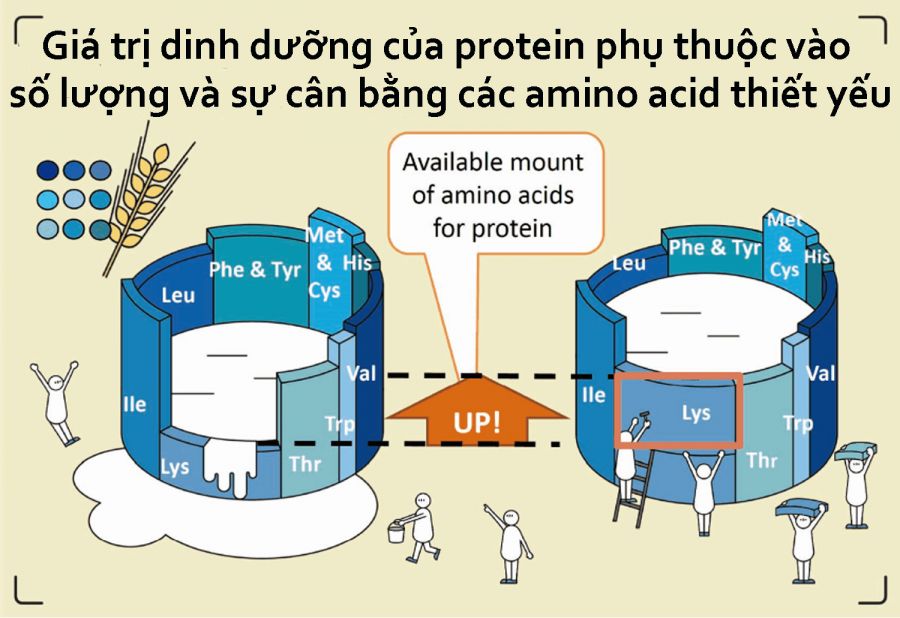 Amino acid (Axit amin) là gì? 9