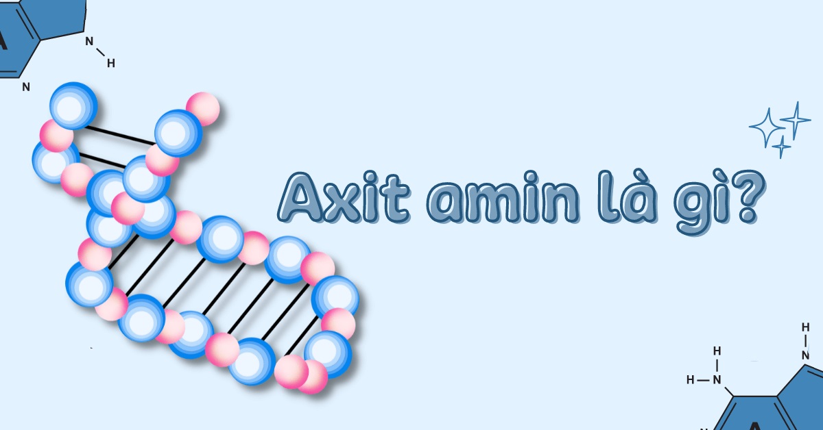 Axit amin là gì? Những tác dụng của nó với cơ thể