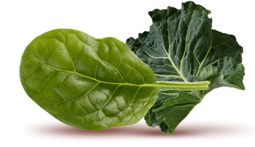 Rau spinach và rau kale